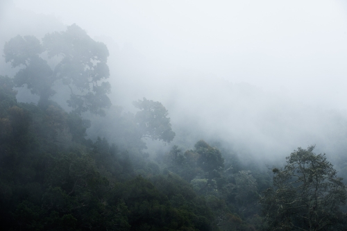 frédéric-demeuse-forest-photography-costa-rica-3